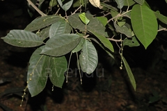 Aglaia simplicifolia